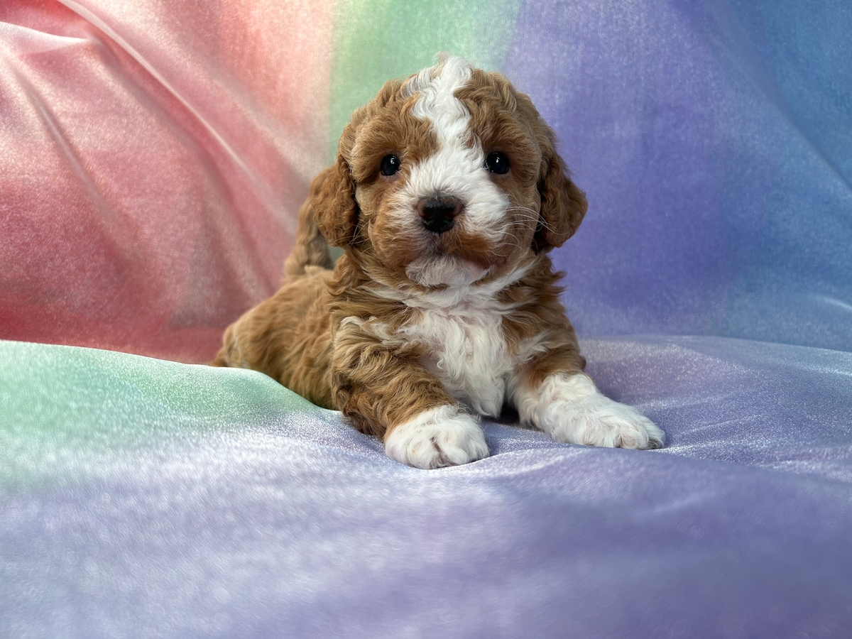 Male Bichon Poodle Puppy for Sale DOB 12-7-2022, $1200